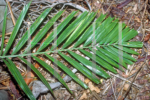 Picture of Ptychosperma macarthurii 