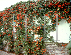 Picture of Pyracantha coccinea 