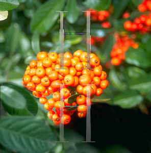 Picture of Pyracantha x 'Mohave'