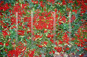 Picture of Pyracantha koidzumii 'Santa Cruz'