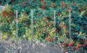 Picture of Pyracantha koidzumii 'Santa Cruz'