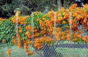 Picture of Pyrostegia venusta 