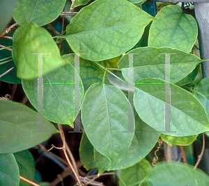 Picture of Pyrostegia venusta 