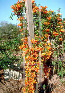 Picture of Pyrostegia venusta 