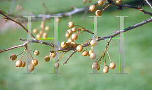 Picture of Pyrus calleryana 'Autumn Blaze'