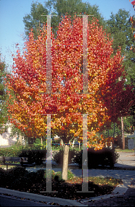 Picture of Pyrus calleryana 'Bradford'