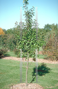 Picture of Pyrus calleryana 'Cleprizam'