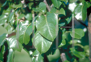 Picture of Pyrus calleryana 'Capital'