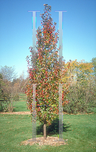 Picture of Pyrus calleryana 'Stonehill'