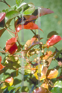 Picture of Pyrus calleryana 'Stonehill'