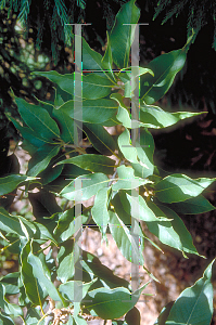 Picture of Quercus acuta 