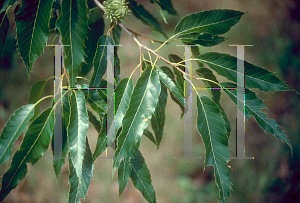 Picture of Quercus acutissima 