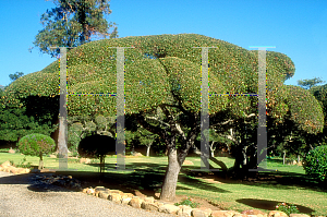 Picture of Quercus agrifolia 