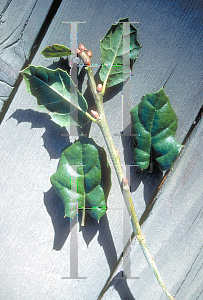 Picture of Quercus agrifolia 