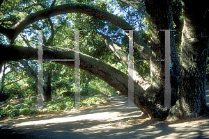 Picture of Quercus agrifolia 