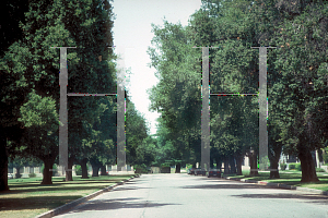 Picture of Quercus agrifolia 