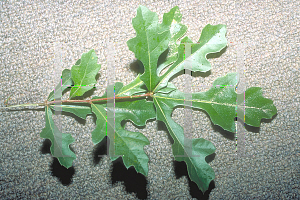Picture of Quercus austrina 