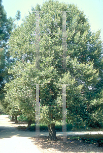 Picture of Quercus chrysolepis 