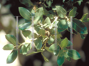Picture of Quercus chrysolepis 