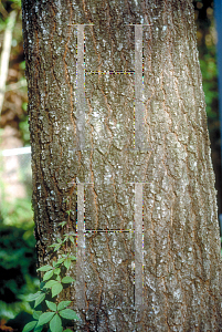 Picture of Quercus falcata '~Species'