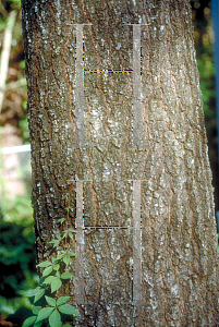 Picture of Quercus falcata 