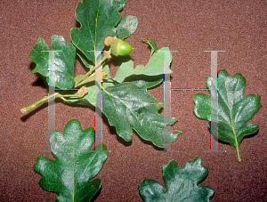 Picture of Quercus garryana 