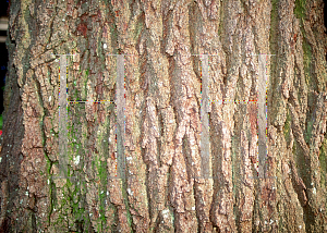 Picture of Quercus geminata 