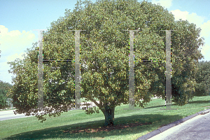 Picture of Quercus glauca 