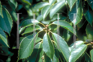 Picture of Quercus glauca 