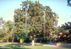 Picture of Quercus kelloggii 