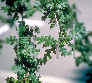 Picture of Quercus lobata 