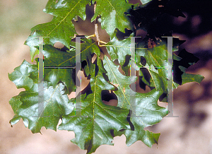 Picture of Quercus lyrata 