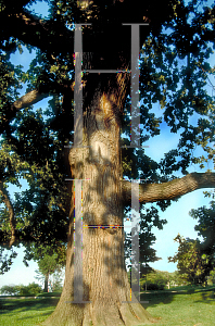 Picture of Quercus macrocarpa 