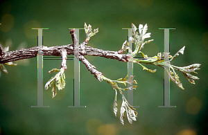 Picture of Quercus macrocarpa 