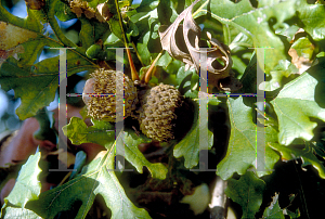 Picture of Quercus macrocarpa 