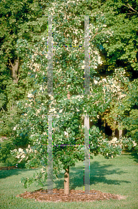 Picture of Quercus macrocarpa 