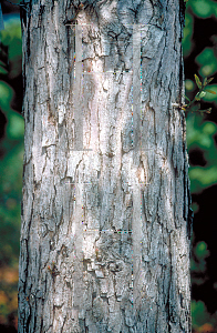 Picture of Quercus macrocarpa 