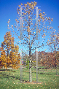 Picture of Quercus x macrorobur 