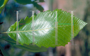 Picture of Quercus michauxii 