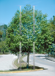 Picture of Quercus michauxii 