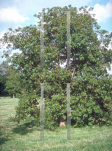 Picture of Quercus mongolica 
