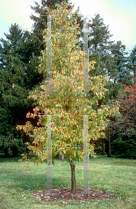 Picture of Quercus muehlenbergii 