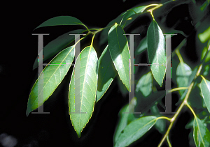 Picture of Quercus myrsinifolia 