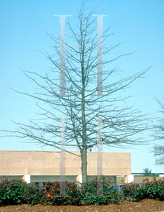 Picture of Quercus palustris 