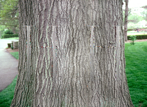 Picture of Quercus palustris 
