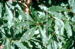 Picture of Quercus petraea 'Columna'