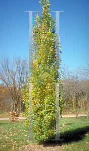 Picture of Quercus petraea 'Columna'