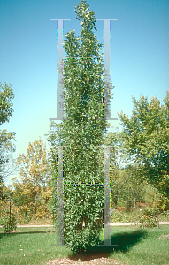 Picture of Quercus petraea 'Columna'