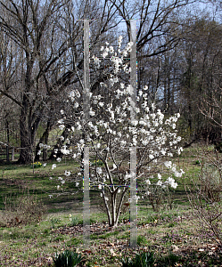 Picture of Magnolia stellata 'Royal Star'