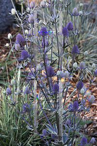 Picture of Eryngium planum 'Jade Frost'